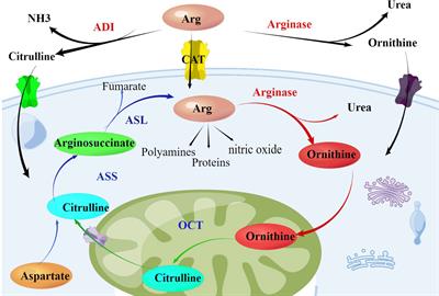 Frontiers Arginase Mechanisms And Clinical Application In